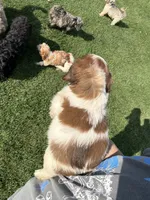 Carmel, a female Cavapoo for sale in New Prague, MN – 2 of 4