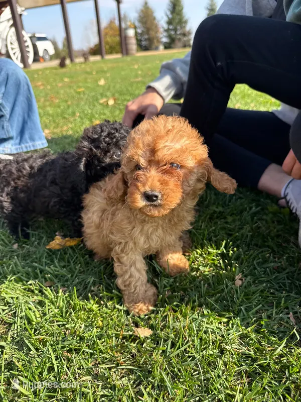 Coco – Cavapoo puppy for sale in New Prague, MN