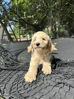 Coco, a male Goldendoodle for sale in New Prague, MN – 3 of 4