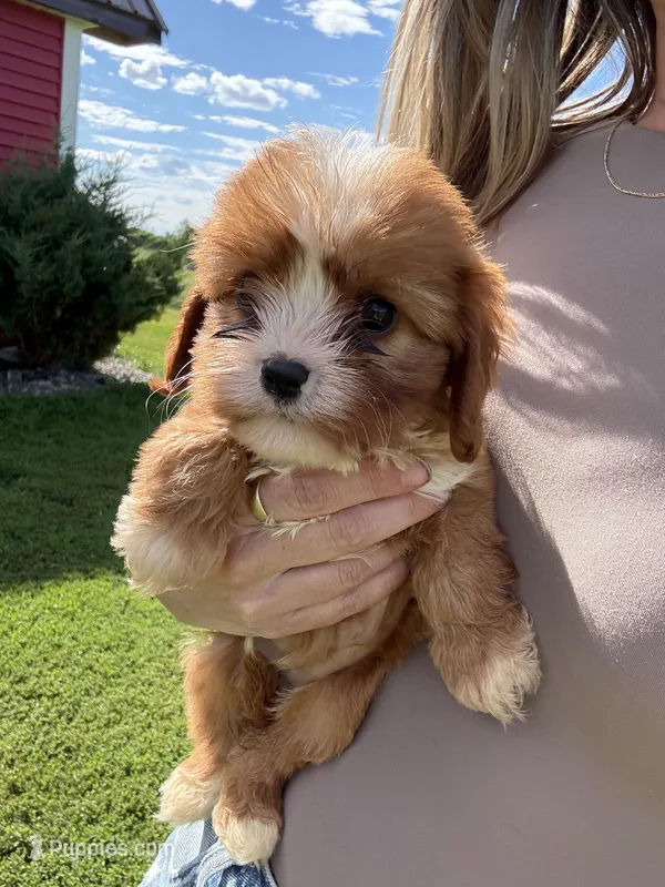 Coco – Cavapoo puppy for sale in New Prague, MN