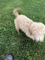 Blues, a female Goldendoodle for sale in New Prague, MN – 2 of 6