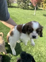 Carmel, a female Cavapoo for sale in New Prague, MN – 4 of 4