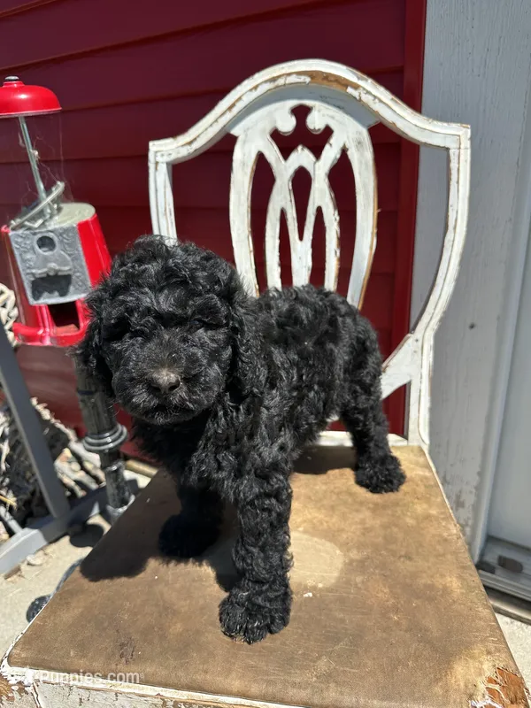 Runi – Goldendoodle puppy for sale in New Prague, MN