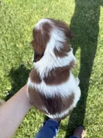 Carmel, a female Cavapoo for sale in New Prague, MN – 3 of 4