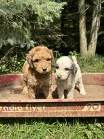 Lola, a female Goldendoodle for sale in New Prague, MN – 2 of 4