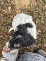 Bones, a male Goldendoodle for sale in New Prague, MN – 3 of 4