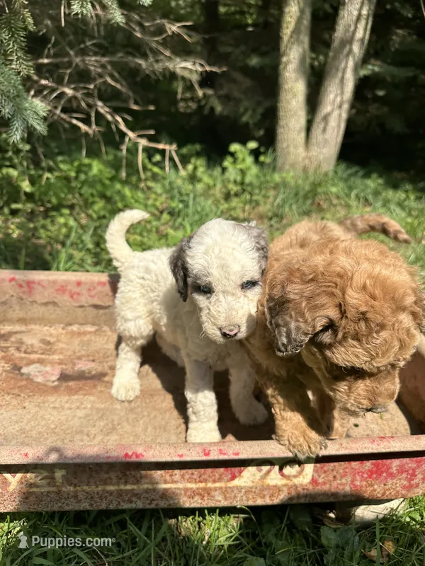 Lola – Goldendoodle puppy for sale in New Prague, MN