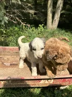 Lola, a female Goldendoodle for sale in New Prague, MN – 1 of 4