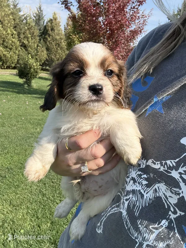 Carmel – Cavapoo puppy for sale in New Prague, MN