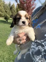 Carmel, a female Cavapoo for sale in New Prague, MN – 1 of 4