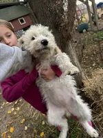 Daisy  , a female Goldendoodle for sale in New Prague, MN – 4 of 6