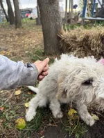 Daisy  , a female Goldendoodle for sale in New Prague, MN – 5 of 6