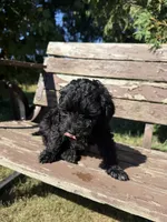 Midnight, a male Cavapoo for sale in New Prague, MN – 1 of 4