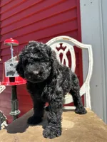 Runi, a female Goldendoodle for sale in New Prague, MN – 3 of 4