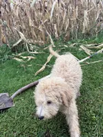 Blues, a female Goldendoodle for sale in New Prague, MN – 4 of 6