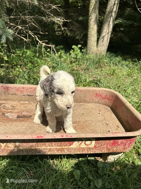 Lola – Goldendoodle puppy for sale in New Prague, MN