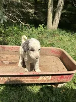 Lola, a female Goldendoodle for sale in New Prague, MN – 3 of 4