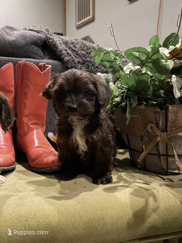 Hershey  – Cavapoo puppy for sale in New Prague, MN