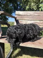 Midnight, a male Cavapoo for sale in New Prague, MN – 3 of 4