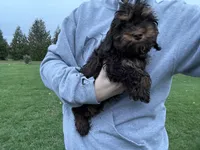 Hershey , a male Cavapoo for sale in New Prague, MN – 3 of 3