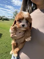 Coco, a female Cavapoo for sale in New Prague, MN – 2 of 4