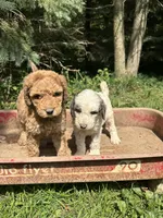 Lola, a female Goldendoodle for sale in New Prague, MN – 4 of 4