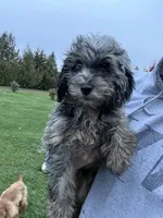 Marco, a male Cavapoo for sale in New Prague, MN – 3 of 3