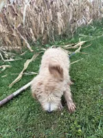 Blues, a female Goldendoodle for sale in New Prague, MN – 3 of 6