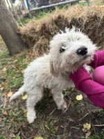 Daisy  , a female Goldendoodle for sale in New Prague, MN – 6 of 6