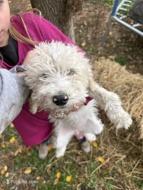 Daisy   – Goldendoodle puppy for sale in New Prague, MN
