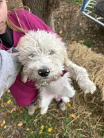 Daisy  , a female Goldendoodle for sale in New Prague, MN – 1 of 6