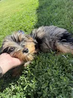 Polo, a male Miniature Aussiedoodle for sale in New Prague, MN – 2 of 2