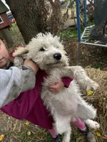 Daisy  , a female Goldendoodle for sale in New Prague, MN – 2 of 6