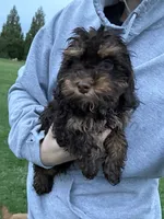 Hershey , a male Cavapoo for sale in New Prague, MN – 2 of 3