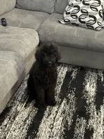 Bella, a female Labradoodle for sale in Naples, FL – 2 of 2