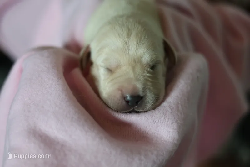 Labrador Retriever- yellow 1 – Labrador Retriever puppy for sale in North Fort Myers, FL