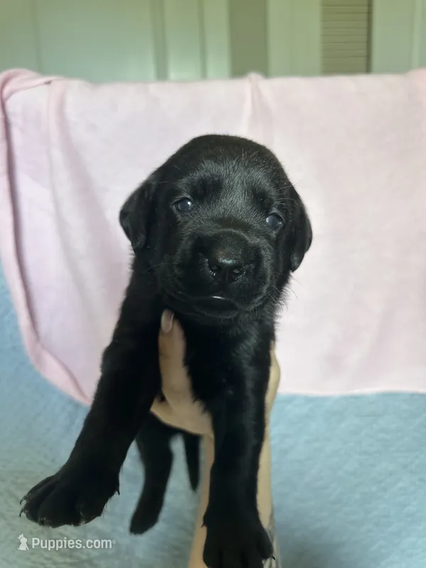 Labrador Retriever-black 1 – Labrador Retriever puppy for sale in North Fort Myers, FL