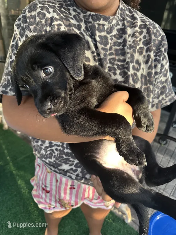 Labrador Retriever – Labrador Retriever puppy for sale in North Fort Myers, FL