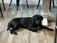 Labrador Retriever- yellow, a male Labrador Retriever for sale in North Fort Myers, FL – 4 of 4