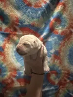 Labrador Retriever- yellow, a male Labrador Retriever for sale in North Fort Myers, FL – 2 of 4