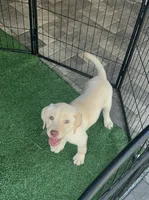 Labrador Retriever, a female Labrador Retriever for sale in North Fort Myers, FL – 3 of 10