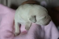 Labrador Retriever-yellow 2, a female Labrador Retriever for sale in North Fort Myers, FL – 2 of 7