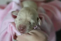 Labrador Retriever- Dudley 1, a female Labrador Retriever for sale in North Fort Myers, FL – 3 of 10