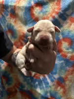 Labrador Retriever- Dudley, a female Labrador Retriever for sale in North Fort Myers, FL – 7 of 10