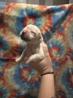 Labrador Retriever- yellow, a female Labrador Retriever for sale in North Fort Myers, FL – 8 of 10