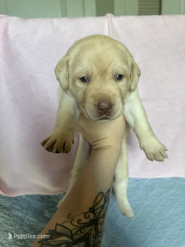 Labrador Retriever- Dudley 2 – Labrador Retriever puppy for sale in North Fort Myers, FL