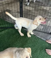 Labrador Retriever, a female Labrador Retriever for sale in North Fort Myers, FL – 4 of 10
