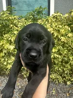 Labrador Retriever, a female Labrador Retriever for sale in North Fort Myers, FL – 2 of 8