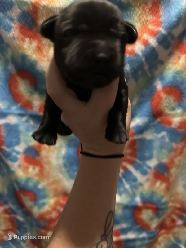 Labrador Retriever-black – Labrador Retriever puppy for sale in North Fort Myers, FL