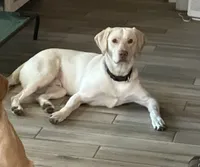 Labrador Retriever- Dudley 2, a female Labrador Retriever for sale in North Fort Myers, FL – 6 of 7